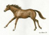 gallop.gif (292238 bytes)