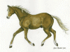 trot.gif (113458 bytes)